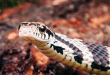Dream About Snake Trying To Attack Me – Causes and Interpretations