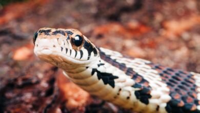 Dream About Snake Trying To Attack Me – Causes and Interpretations
