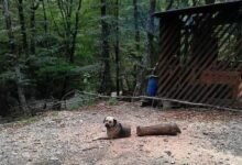 Dream About Dog Cut In Half – Analysis and Explanation