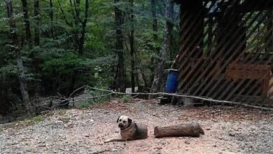 Dream About Dog Cut In Half – Analysis and Explanation