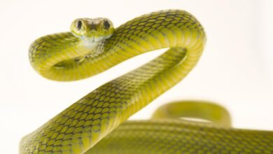 Dream About Snake Running Away From Me – Spiritual and Psychological Insights