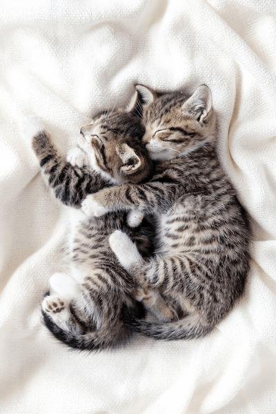 547292 - Dream About Cat Hugging Me – Causes and Interpretations