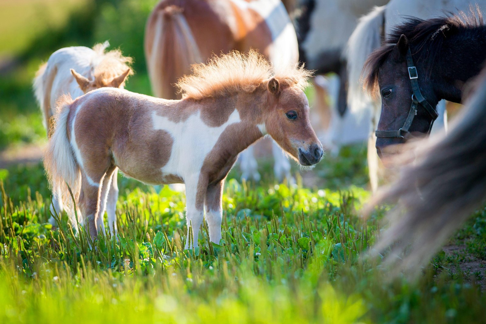 555706 - Dream About Mini Horse – Causes and Interpretations