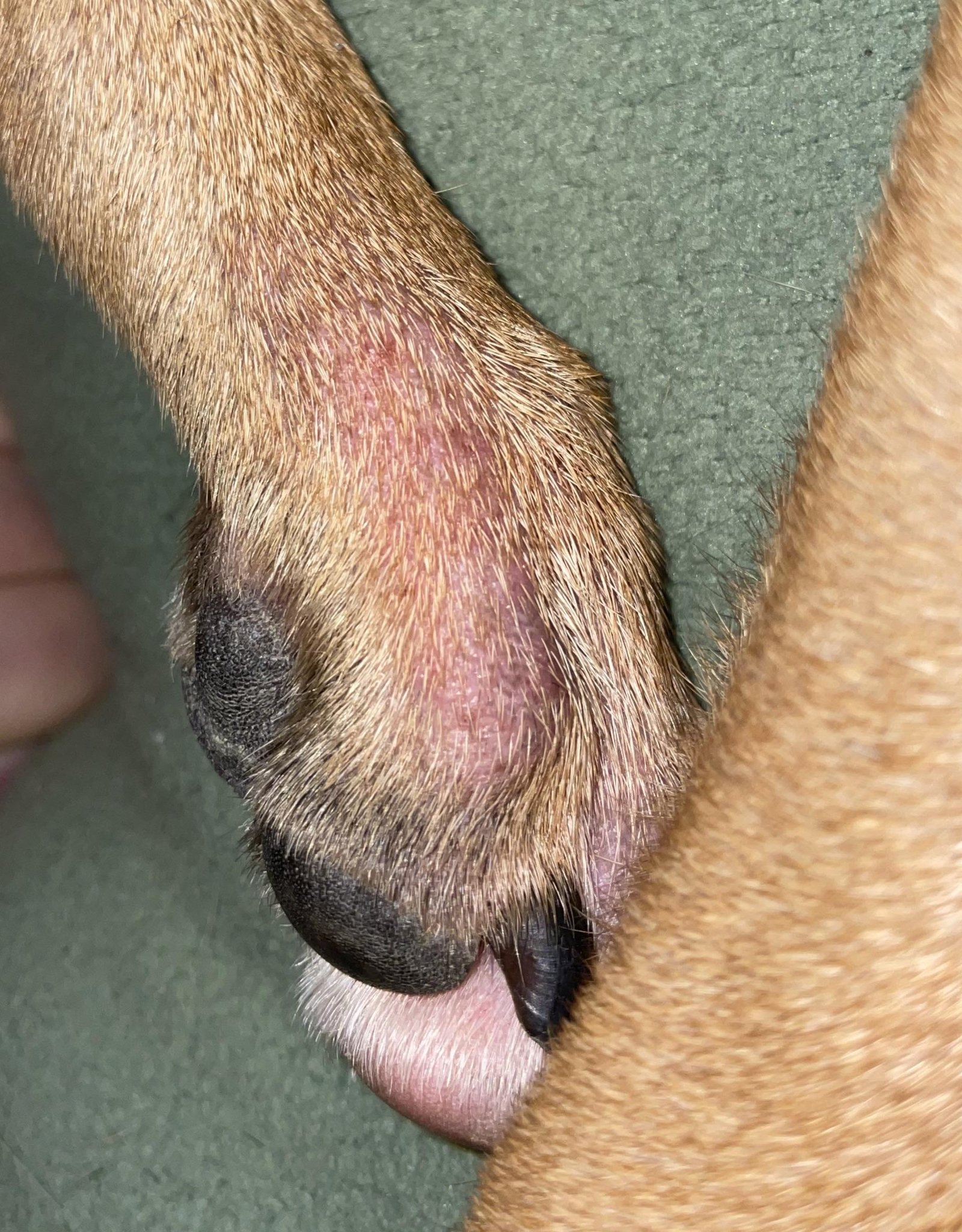 55htb1 - Dream About Dog Losing Paw – What It Could Indicate