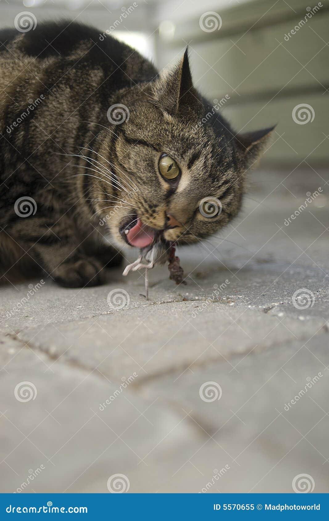 570655 - Dream About Cat Eating Mouse – What It Represents