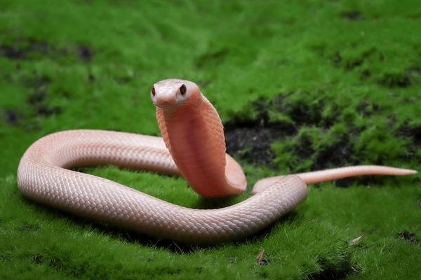 570833 - Dream About Snake Having Babies – Symbolism and Significance