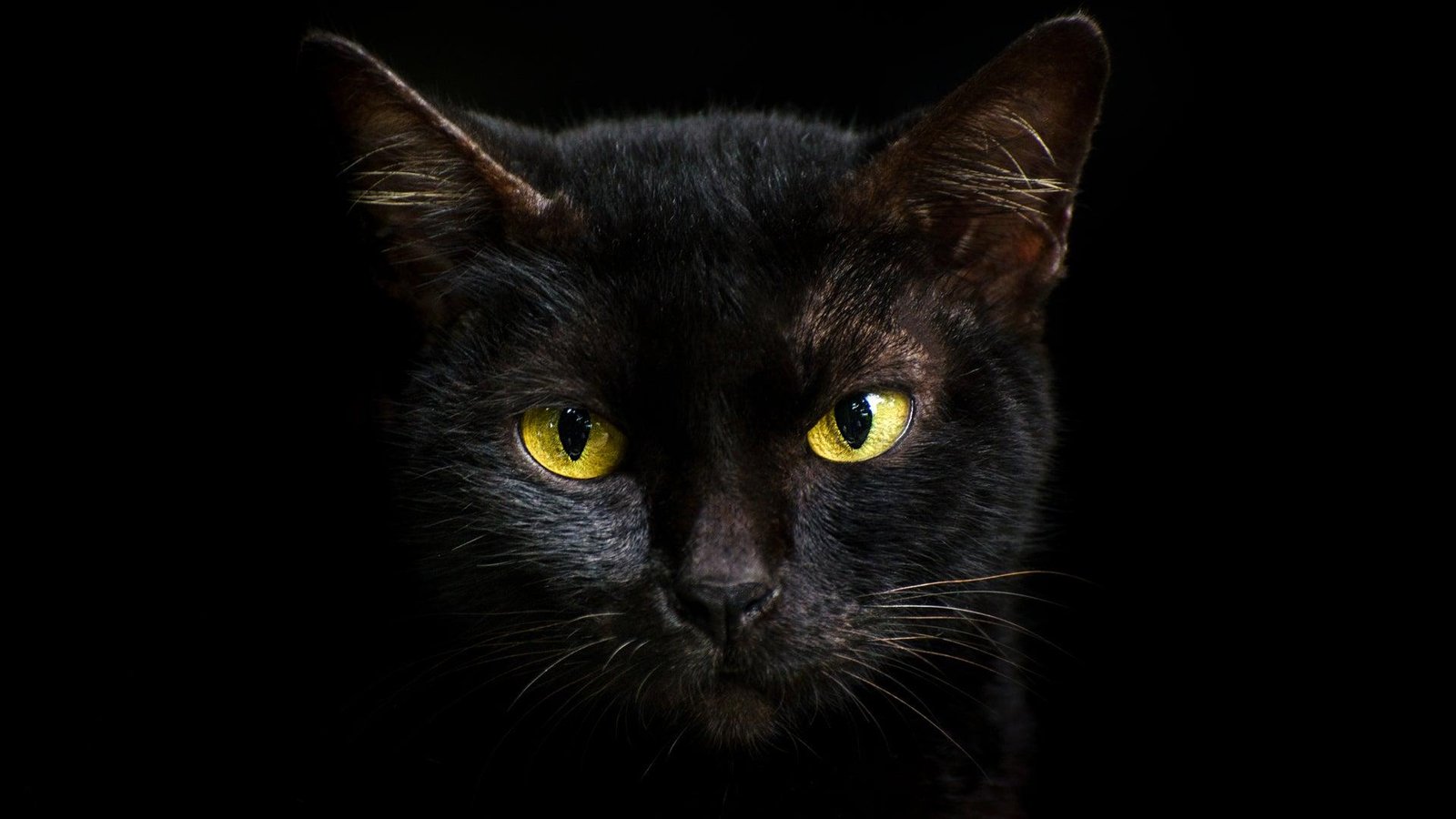 574784.jpg670e769b0c7fd - Dream About Black Cat Dying – Symbolism and Significance