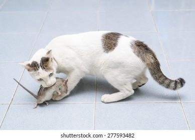 593482 - Dream About Cat Catching Rat – Symbolism and Significance
