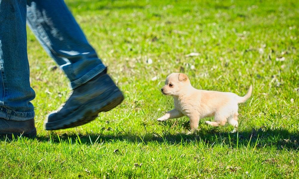 600sfw - Dream About Dog Following You – Decoding the Message