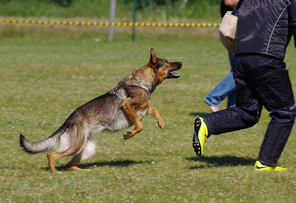 60 720 - Dream About Dog Attacking – Exploring the Meaning