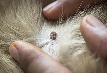 60x244 - Dream About Dog With Ticks – Causes and Interpretations