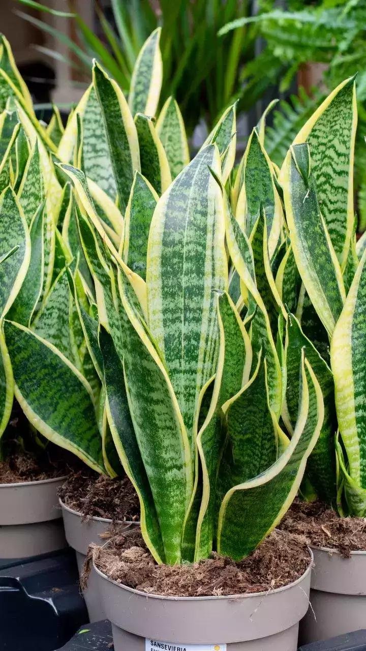 611465 - Dream About Snake Plant – Exploring the Meaning