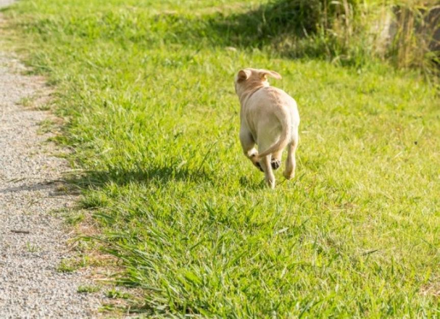 614874 - Dream About My Dog Running Away – Spiritual and Psychological Insights