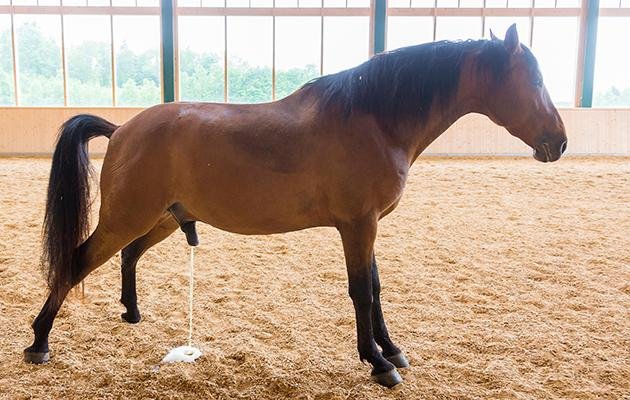 618561 - Dream About Horse Peeing On You – Analysis and Explanation