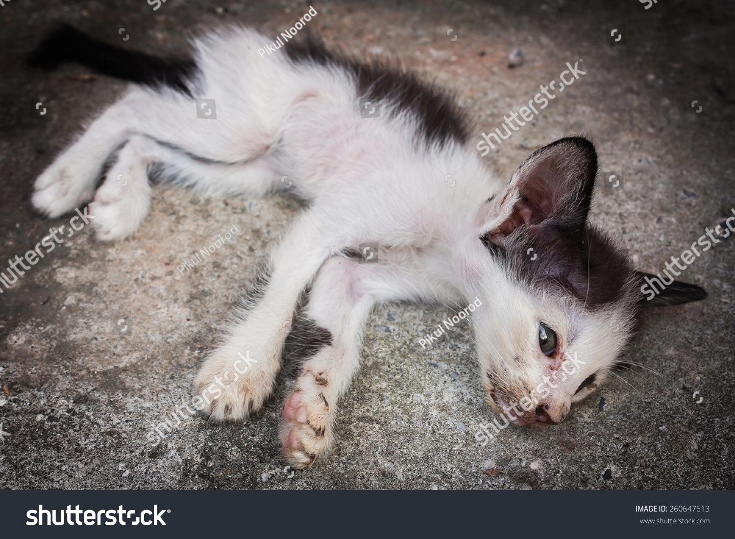 647613 - Dream About My Cat Dying – Spiritual and Psychological Insights