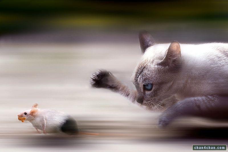 679b c.jpg6712ebaeda0bd - Dream About Cats Chasing Mice – Spiritual and Psychological Insights
