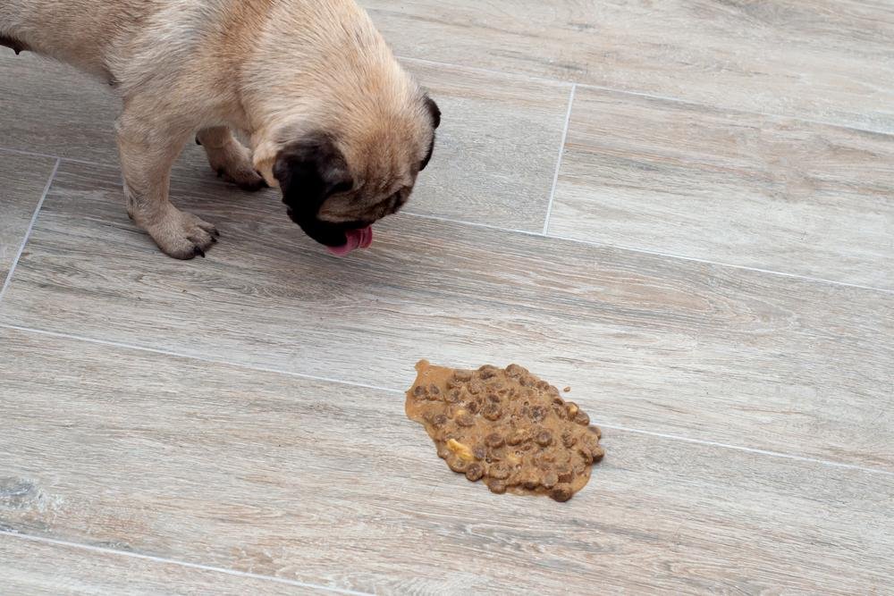 686922 - Dream About Dog Throwing Up – Understanding Its Implications