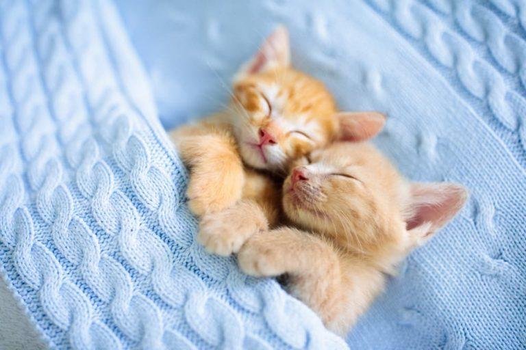 68x512.jpg671086de8c567 - Dream About Cat Hugging Me – Causes and Interpretations