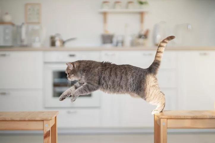 691537.jpg67123b04e3aea - Dream About Cat Jumping On Me – Exploring the Meaning