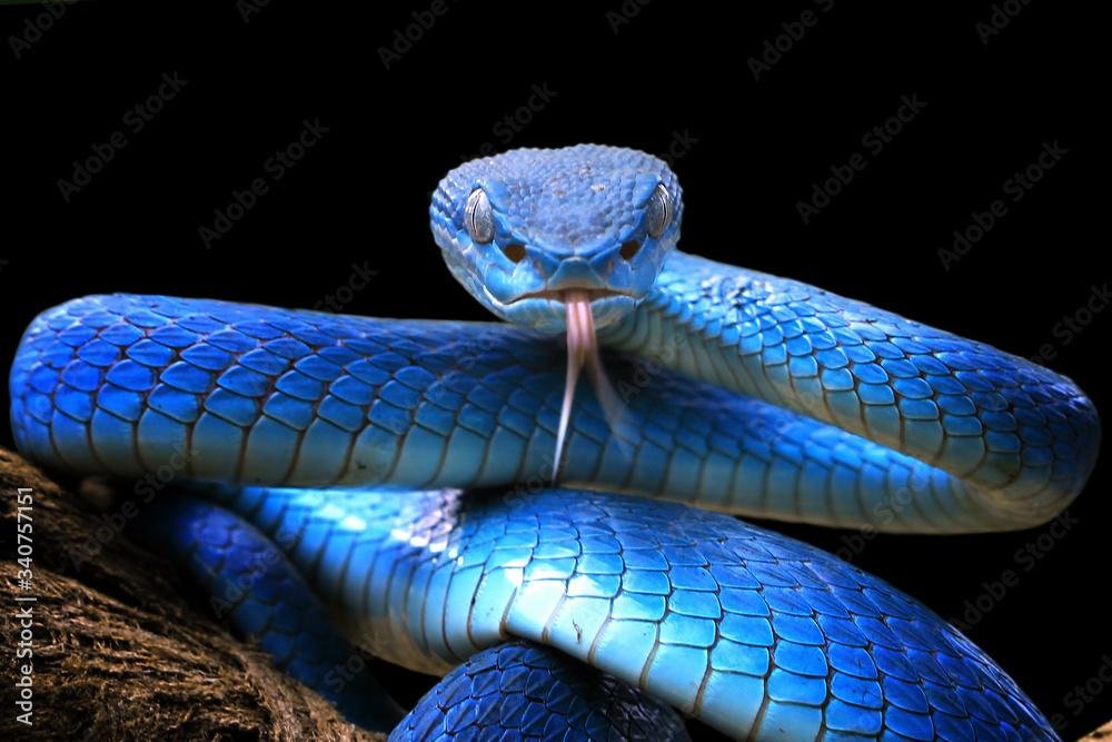 6YyFIh - Dream About Killing A Blue Snake – What It Represents