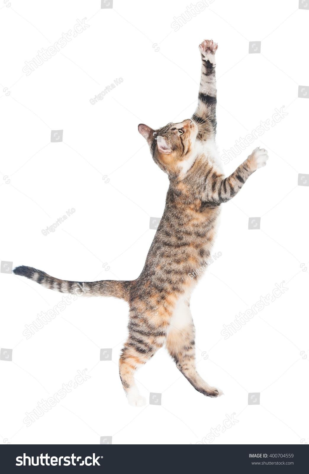 704559 - Dream About Cat Walking On Hind Legs – Causes and Interpretations