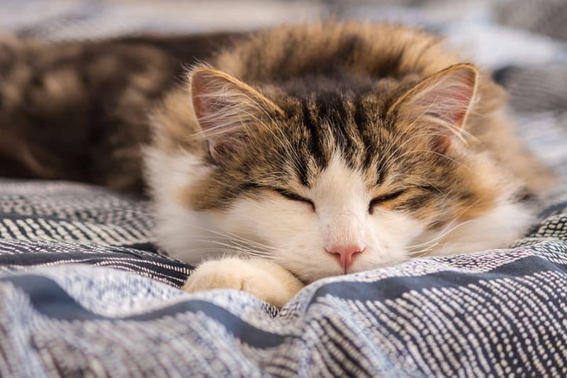 71 800 - Dream About A Cat Sleeping On Me – Understanding Its Implications