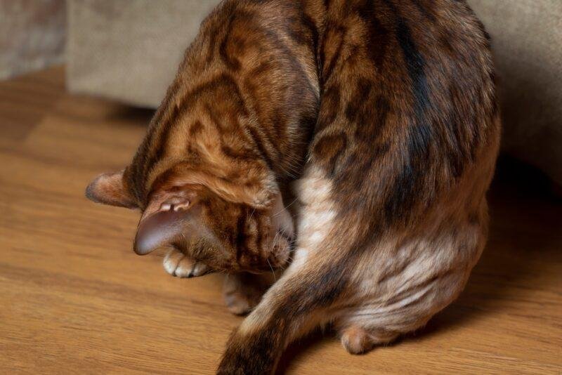719154 - Dream About Cat Losing Tail – What It Could Indicate