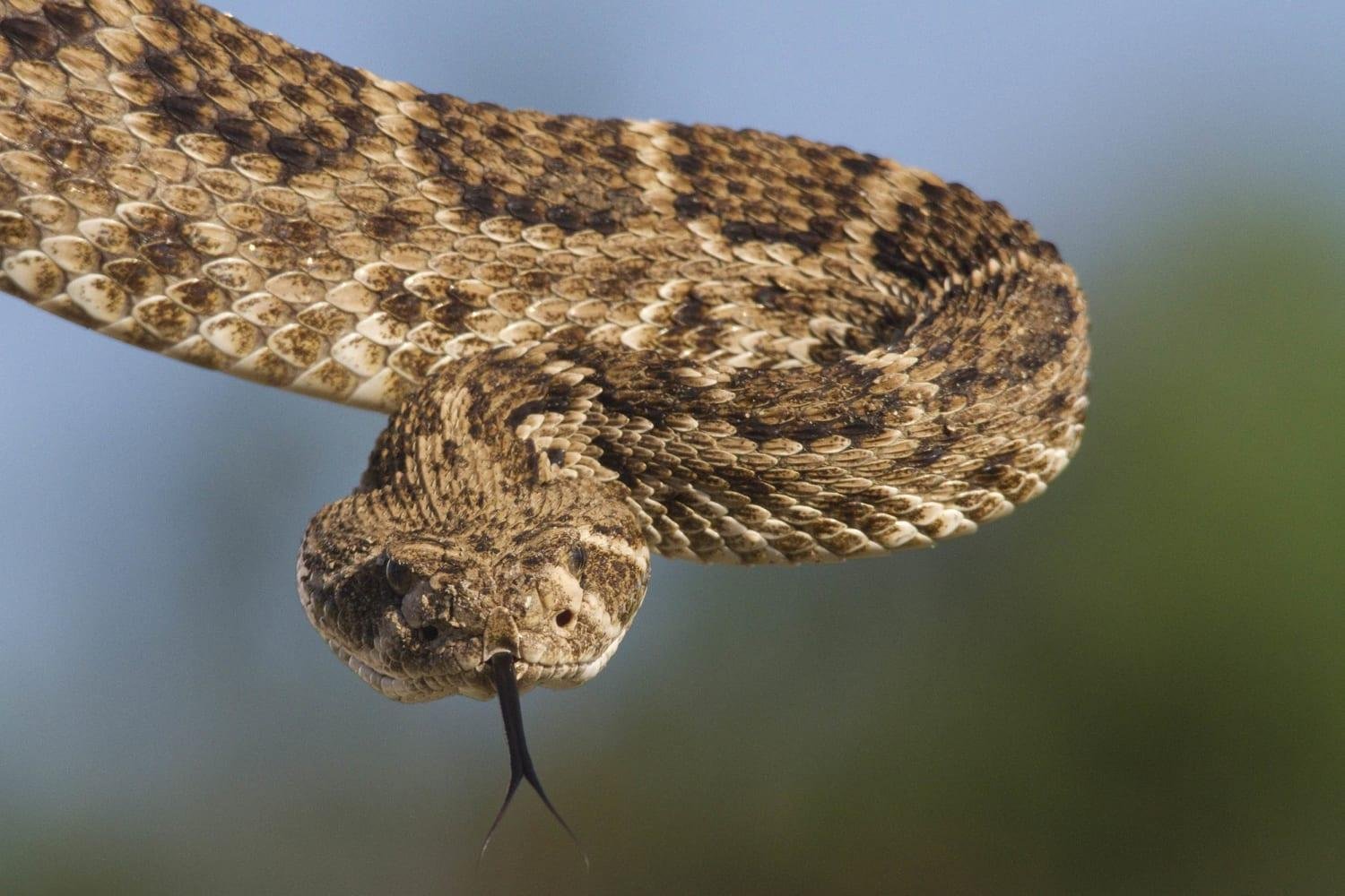 719333 - Dream About Rattle Snake – Exploring the Meaning