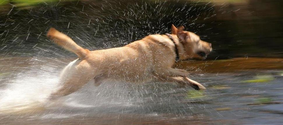 71x430 - Dream About My Dog Running Away – Spiritual and Psychological Insights