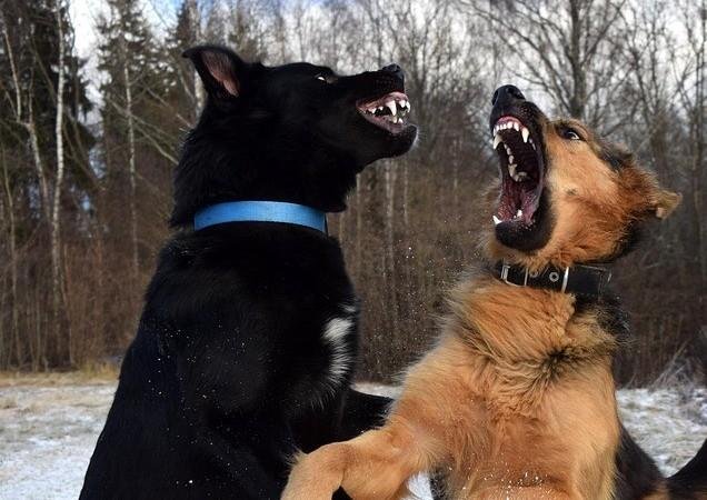 733508 - Dream About Dog Attacking Another Dog – Spiritual and Psychological Insights