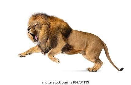 734133 - Dream About Lions Attacking People – Hidden Messages and Insights