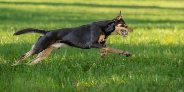 743195.jpg6704d8ea02d8a - Dream About Dog Running – Symbolism and Significance