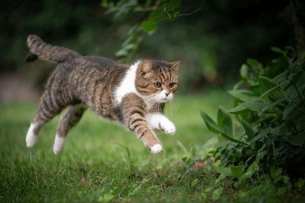 748748 - Dream About Cat Running – Exploring the Meaning