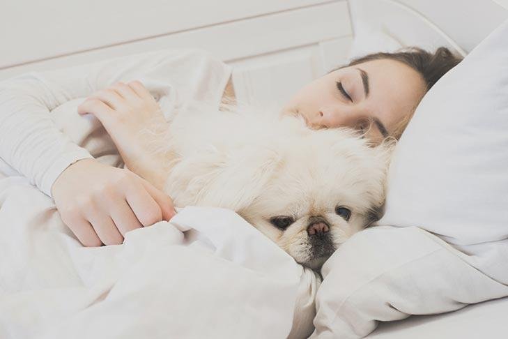 749810 - Dream About Cuddling A Dog – Exploring the Meaning