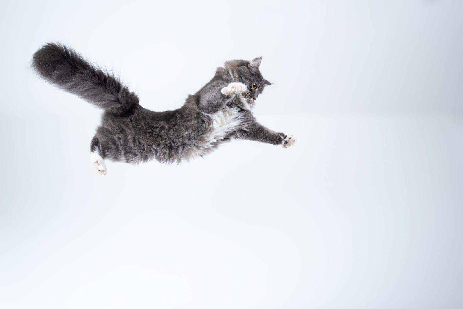 771843 - Dream About Cat Jumping Off Balcony – Spiritual and Psychological Insights