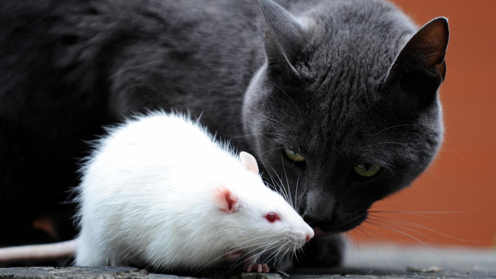 773559 - Dream About Cat Killing A Rat – Exploring the Meaning