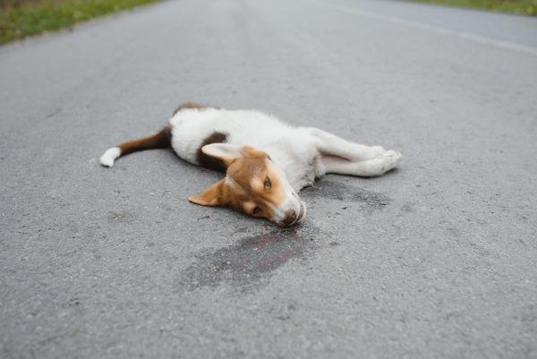 783029 - Dream About Dead Dog Islam – What It Represents