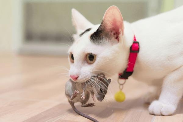 791016 - Dream About Cat Eating Mouse – What It Represents
