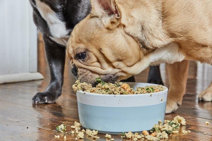 8 copy.jpg671398b4b7076 - Dream About A Dog Eating Another Dog – Causes and Interpretations