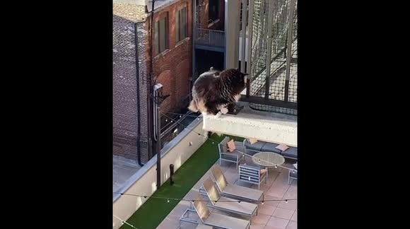 8 - Dream About Cat Falling Off Balcony – Spiritual and Psychological Insights