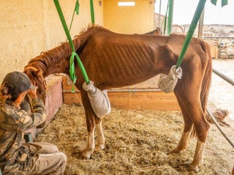 80x360 - Dream About Sick Horse – Analysis and Explanation