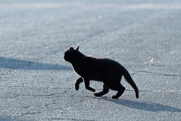 824687 - Dream About My Cat Running Away – Understanding Its Implications