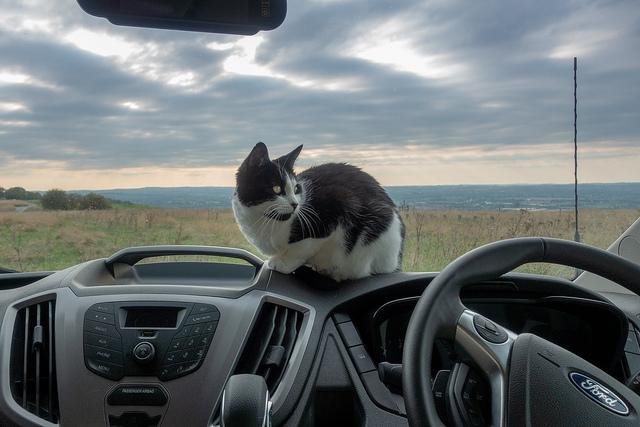 8320 z - Dream About Cat In Car – Understanding Its Implications