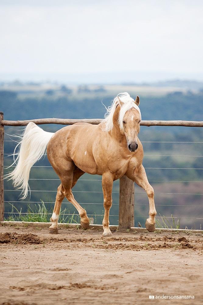 8524 2 - Dream About Palomino Horse – Analysis and Explanation