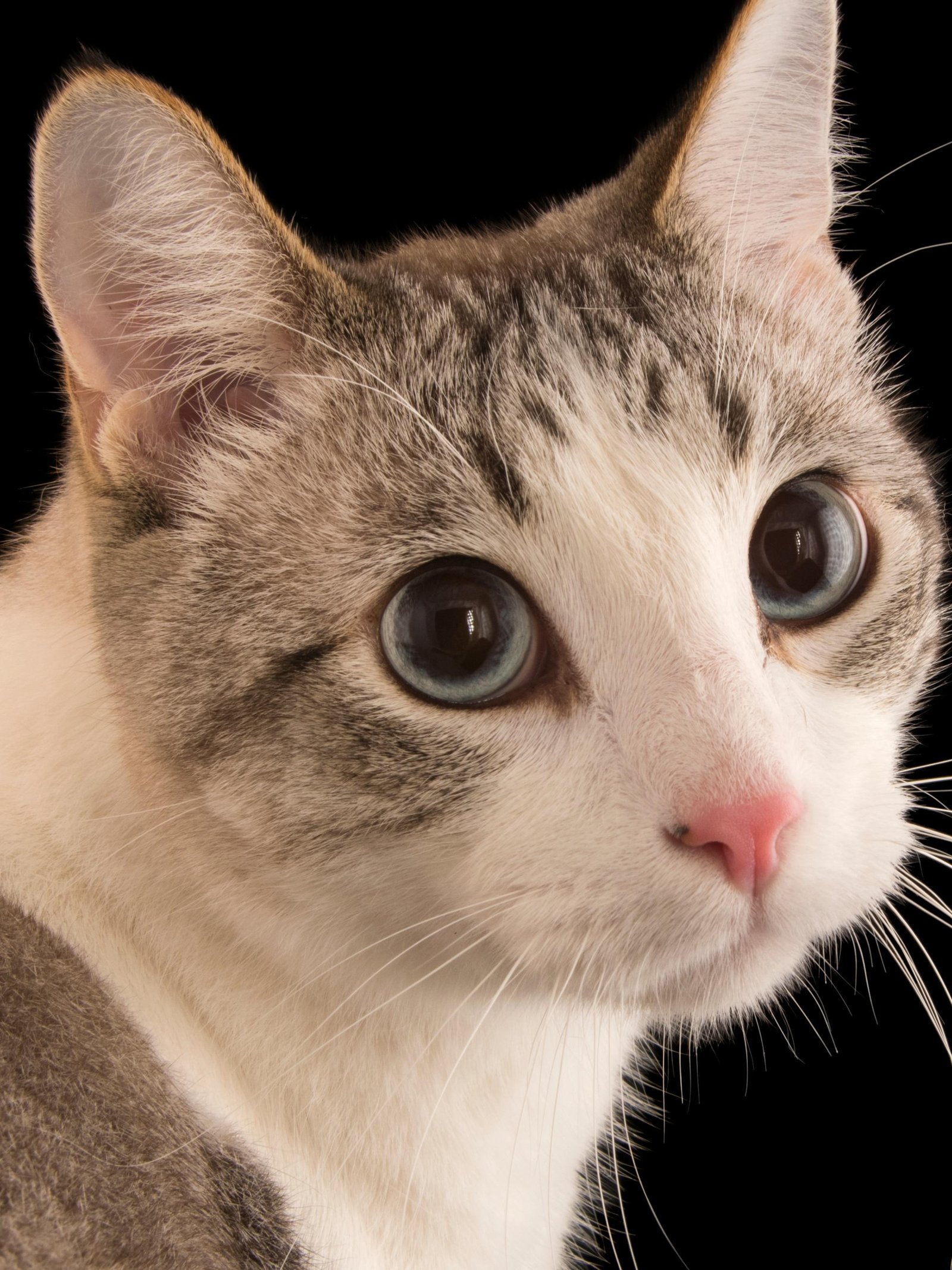 87 3x4.jpg670386e0898ea - Dream About Cats And Kittens – Spiritual and Psychological Insights