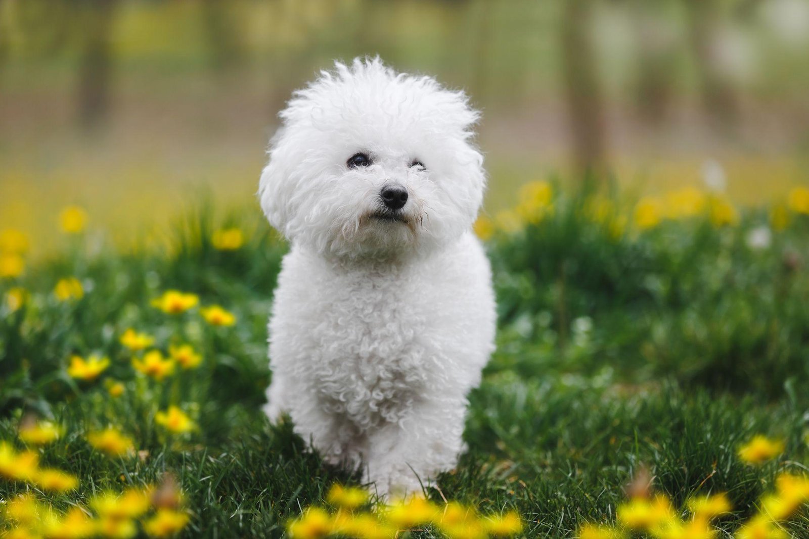 897169 - Dream About White Dog Attacking Me – Symbolism and Significance