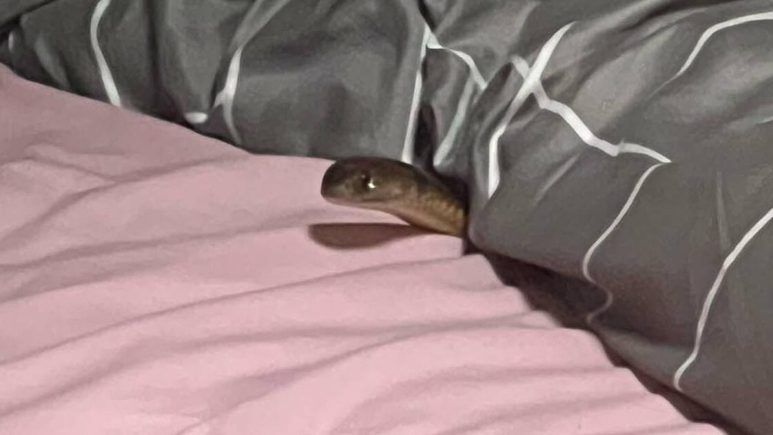8 fmax - Dream About Snake Under Bed – Spiritual and Psychological Insights