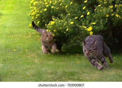 900807.jpg6711e4f0524ee - Dream About Chasing Cat In Islam – Causes and Interpretations
