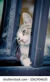 904635 - Dream About Cat Escaping – Decoding the Message