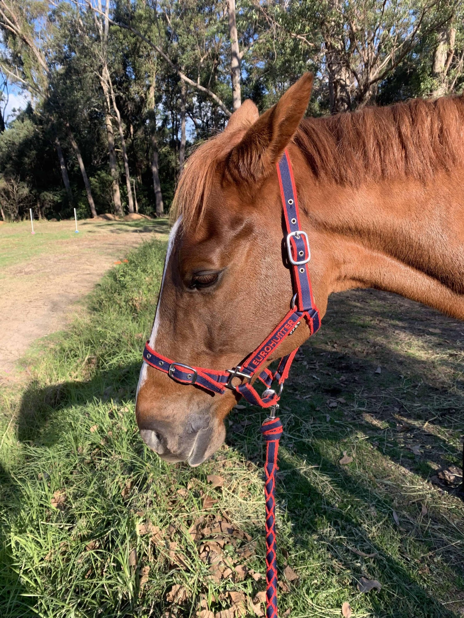 927493 - Dream About Sick Horse – Analysis and Explanation